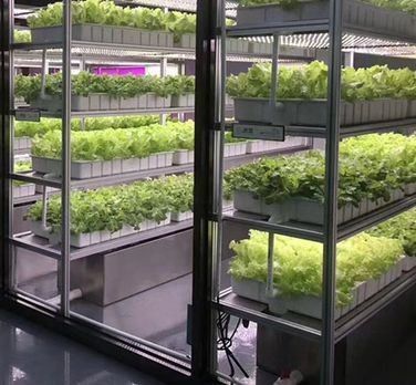 Steel Cover Material Hydroponic Vertical Farming Container System for Shaped Roof