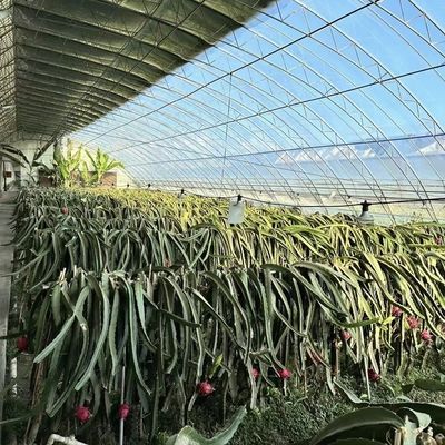 Sunlight and Automated Irrigation for Aquaponics in Plastic Sheet Covered Greenhouse