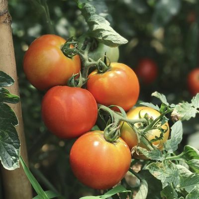 Sunlight and Automated Irrigation for Aquaponics in Plastic Sheet Covered Greenhouse