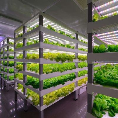 Container Greenhouse for Growing Leafy Greens Multi Span and Steel Cover