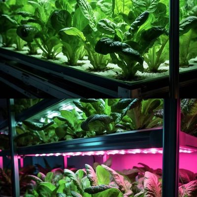 Container Greenhouse for Growing Leafy Greens Multi Span and Steel Cover