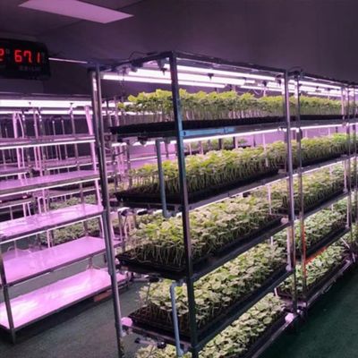 Container Greenhouse for Growing Leafy Greens Multi Span and Steel Cover