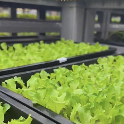 Container Greenhouse for Growing Leafy Greens Multi Span and Steel Cover