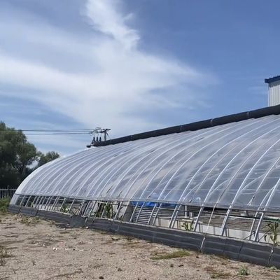 Arched Roof Hydroponics Growing System in Sunlight Greenhouse with Steel Structure