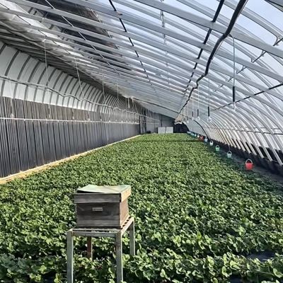 US Currency Double or Single Layer Vegetable Sunlight Greenhouse System within Budget