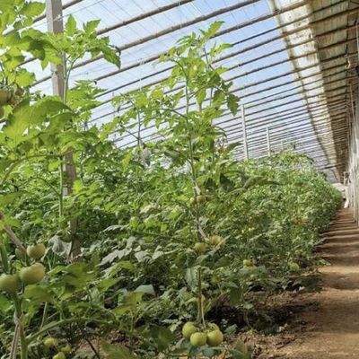 US Currency Double or Single Layer Vegetable Sunlight Greenhouse System within Budget