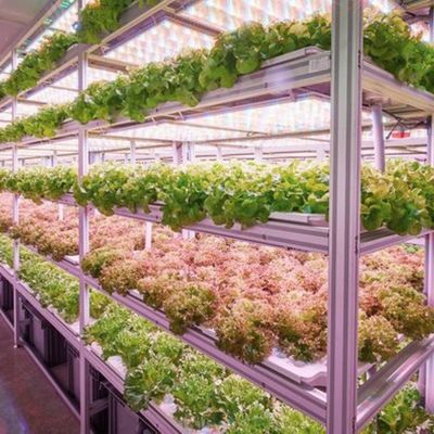 Large Reefer Container The Perfect Solution for Hydroponic Leafy Vegetable Cultivation