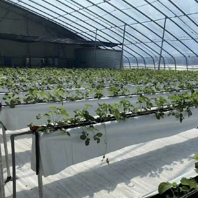 Flower Planting Drip Irrigation System Sunlight Greenhouse with Customized Request