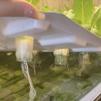 Roofing Shape Shaped Roof Hydroponic Shipping Container Greenhouse for Vegetables