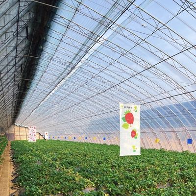 Multi-Span Hydroponics Greenhouse Sunlight-Driven Growth Shipping Cost and Delivery Time