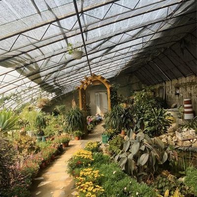 Multi-Span Hydroponics Greenhouse Sunlight-Driven Growth Shipping Cost and Delivery Time