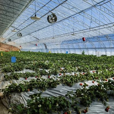 Multi-Span Hydroponics Greenhouse Sunlight-Driven Growth Shipping Cost and Delivery Time