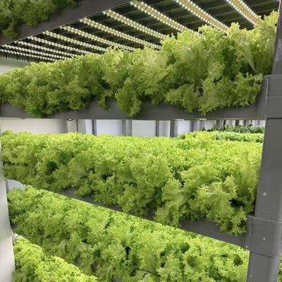 Hydroponics Cultivation Method Reefer Container Vegetable Greenhouse with Materials