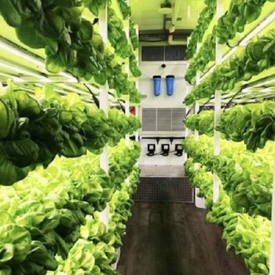 Hydroponics Cultivation Method Reefer Container Vegetable Greenhouse with Materials