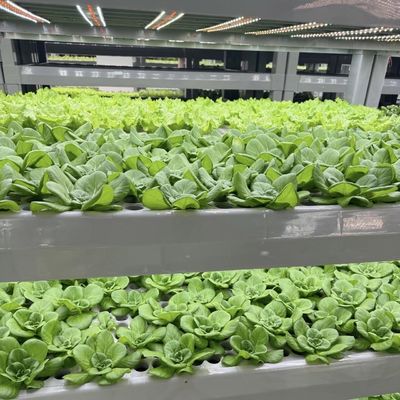 Hydroponics Cultivation Method Reefer Container Vegetable Greenhouse with Materials