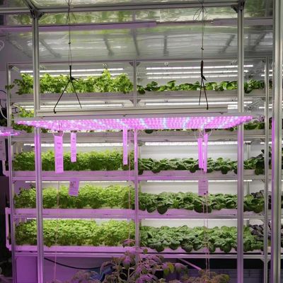 Shaped Roofing Shape Large Size Greenhouse Container Roofing Sheet for Leafy Veggies