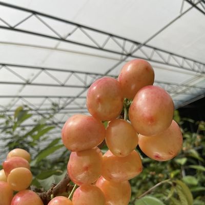 Sparay Irrigation Seeding Sunlight Greenhouse US 20/Square Meter with Customization