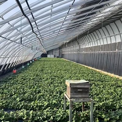 Multi-Span Aquaponics Hydroponic Growing System for US Currency in Sunlight Greenhouse