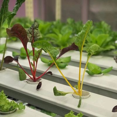 Container Greenhouse for Growing Leafy Veggies Initial Payment and Affordable Shipping