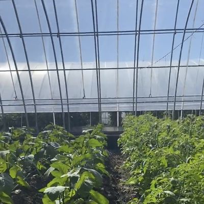 Multi-Span Aquaponics Hydroponic Growing System for US Currency in Sunlight Greenhouse