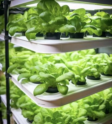 Intelligent Temperature Control Container Greenhouse for JX-A0096 Soilless Cultivation