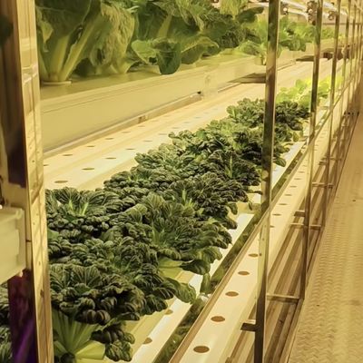 Steel Cover Material Loading Container Greenhouse for Vegetables Customized Customization