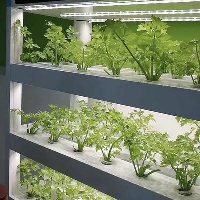 Steel Cover Material Loading Container Greenhouse for Vegetables Customized Customization