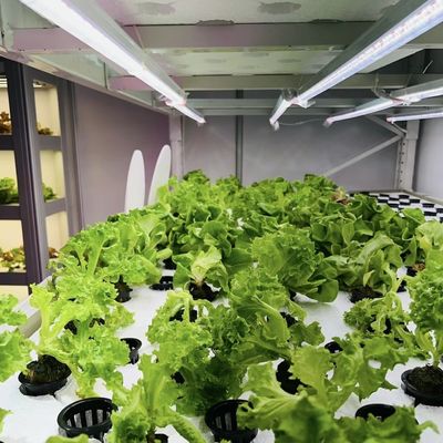 Steel Cover Material Loading Container Greenhouse for Vegetables Customized Customization