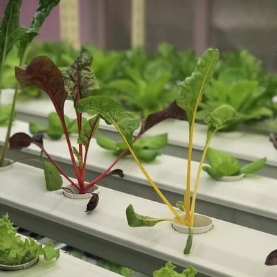 Greenhouse Container Roofing Sheet for Leaf Vegetable Customization at Your Fingertips