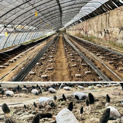 30 Days Return refunds Origin Sparay Irrigation Greenhouse for Customer Satisfaction