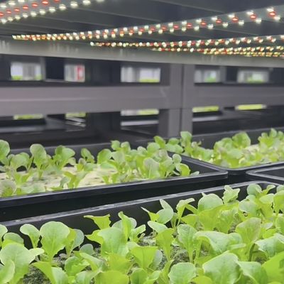 Commercial Greenhouse Container Greenhouse The Revolutionary Way to Grow Leafy Greens