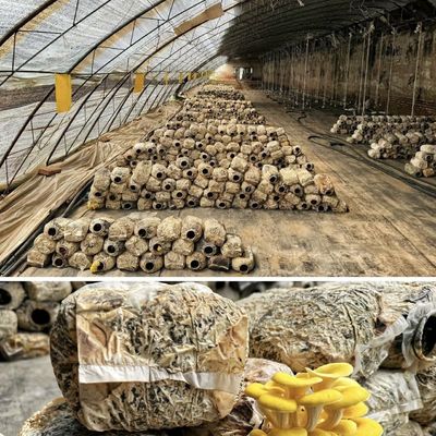 US 20/Square Meter Hydroponics Sunlight Greenhouse for Vegetable Strawberry Flower