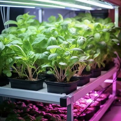 Leafy Greens Container Greenhouse Roofing Sheet JX-A00103 Suitable for Leaf Vegetable