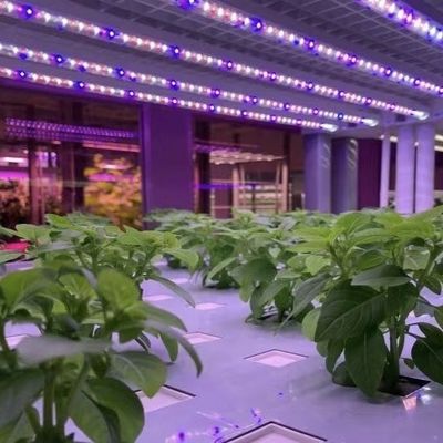 Leafy Greens Container Greenhouse Roofing Sheet JX-A00103 Suitable for Leaf Vegetable