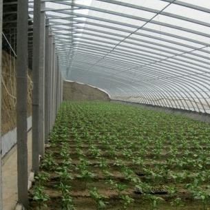 Advanced Humidity Control and Sunlight System for Vegetables in Commercial Greenhouse