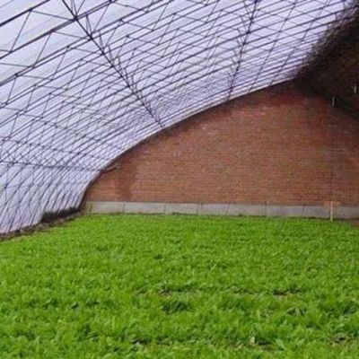 Humidity Controlled Sunlight Greenhouse for Large Tomato Cucumber Cultivation in Sand