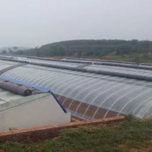 Arched Roof Greenhouse The Ultimate Sunlight Solution for Tomato and Cucumber Farming