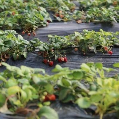 Arched Roof Greenhouse The Ultimate Sunlight Solution for Tomato and Cucumber Farming