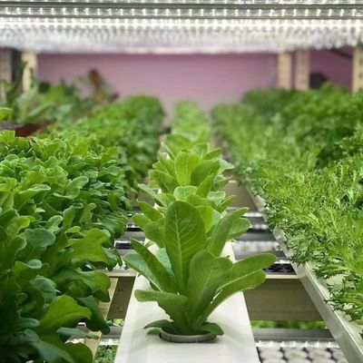 JX-A00104 Vegetable Container Greenhouse for Hydroponic Cultivation Method