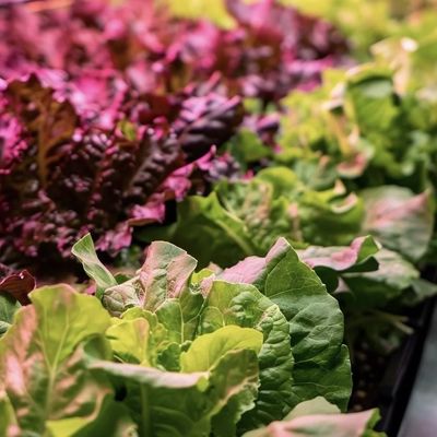 JX-A00104 Vegetable Container Greenhouse for Hydroponic Cultivation Method