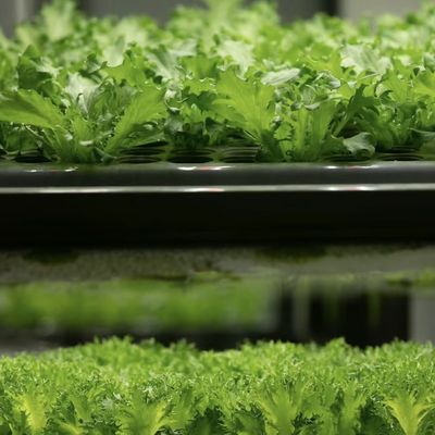 Hydroponic Cultivation Greenhouse for Leafy Vegetables Cultivation Method Hydroponics