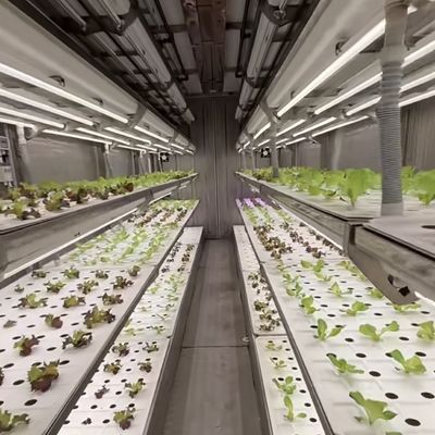 Hydroponic Cultivation Greenhouse for Leafy Vegetables Cultivation Method Hydroponics
