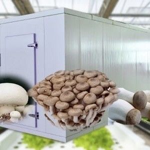 Double Layer Steel Structure Shipping Container Greenhouse for Leafy Veggies Planting