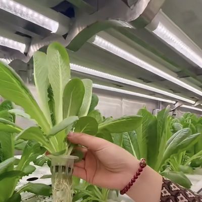 Double Layer Steel Structure Shipping Container Greenhouse for Leafy Veggies Planting
