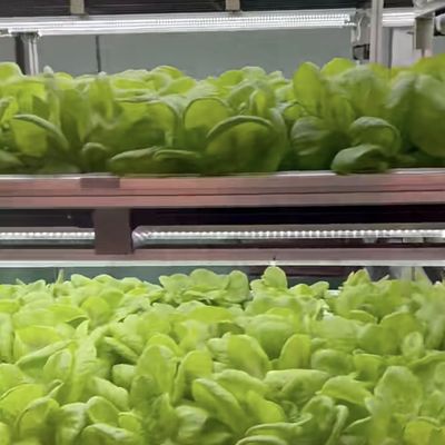 Double Layer Steel Structure Shipping Container Greenhouse for Leafy Veggies Planting