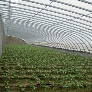 Film Covered Sunlight-Enhanced Greenhouse for Cucumber Cultivation in Sand Culture