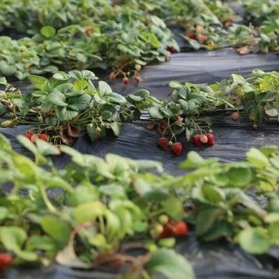 Film Covered Sunlight-Enhanced Greenhouse for Cucumber Cultivation in Sand Culture