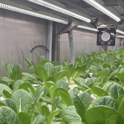 Reefer Container Greenhouse For Leaf Vegetable Smart Container Greenhouse