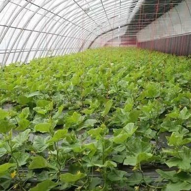 Large-Scale Cucumber Farming Made Easy with Humidity-Controlled Commercial Greenhouse