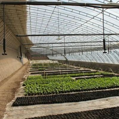 Large-Scale Cucumber Farming Made Easy with Humidity-Controlled Commercial Greenhouse
